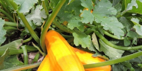 Koliko dugo se sveže tikvice drže u frižideru?